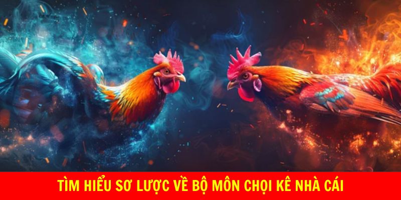 Tìm hiểu sơ lược về bộ môn chọi kê nhà cái